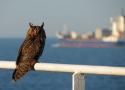 Bird Migration on Merchant Ships - YouTube