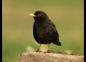 Impact du virus Usutu sur les oiseaux en Belgique