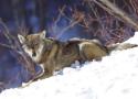 L'état s'acharne sur le loup