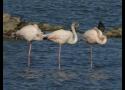 Flamants roses : escale surprise loin de la Camargue