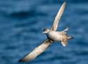 Nouveau rapport annuel sur le Puffin des Baléares !