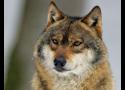Dites non au plan anti-loup du gouvernement