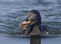 Vu sur Faune-France : repas exotique pour une brune peu farouche