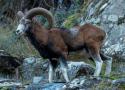 À la recherche du mouflon perdu !