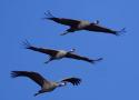 En route vers l’Eurobirdwatch
