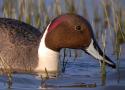 Le comptage Wetlands a lieu ce weekend !
