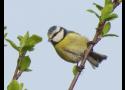 Oiseaux : codes atlas