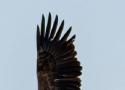 Lourde condamnation pour le tueur de l’aigle le plus rare de France