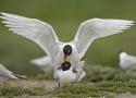 Mouette mélanocéphale : 60 ans que ça dure !