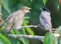 Oiseaux communs : des tailles de pop grâce aux EPOC