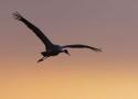 Traversée de grues