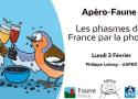 Les phasmes de France métropole par la photo
