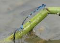 Avis de recherche : Agrion à stigmas pointus