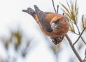 Bec-croisé des sapins : prémices d'une invasion ?
