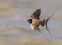 Vu sur Faune-France : hirondelle hâlée de retour