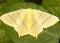 La nuit, tous les papillons sont gris ?