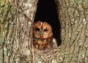 Rapaces nocturnes : premières estimations fiables des populations