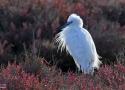Bilan 2024 du Comptage des Oiseaux d'Eau