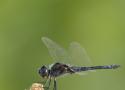 Premières observations de Selysiothemis nigra (Vander Linden, 1825), en région Auvergne-Rhône-Alpes, France (Odonata : Libellulidae)