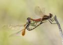 Sur une série d’observations de Tramea minuta De Marmels & Rácenis, 1982 en Guyane (Odonata : Libellulidae)