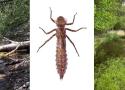 Plusieurs cas de reproduction de Boyeria irene (Fonscolombe, 1838) sur plan d’eau en France (Odonata : Aeshnidae)