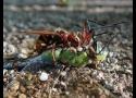 Combat à mort pour l’imperator : prédation d’une femelle Anax  imperator Leach in Brewster, 1815 par un Frelon d’Europe (Vespa crabro Linnaeus, 1758) (Odonata : Aeshnidae ; Hymenoptera : Vespidae)