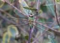 Anax junius (Drury, 1773) : seconde mention pour la France métropolitaine (Odonata : Aeshnidae)