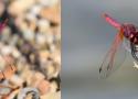 Premières mentions de Trithemis annulata (Palisot de Beauvois, 1807), dans les départements de l’Ain, de la Loire et du Rhône (Odonata : Libellulidae)