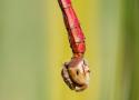Comportements de ponte en tandem chez deux espèces d’anisoptères après décapitation de la femelle (Odonata)