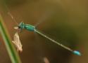 Un cas de cleptoparasitisme : Pseudagrion torridum Selys, 1876 prélevant une proie sur une toile d’araignée (Odonata : Coenagrionidae)