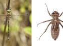 Étude de la reproduction d’Oxygastra curtisii (Odonata : Incertae sedis) sur deux étangs en Mayenne (France)