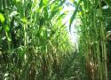 Les passereaux migrateurs paludicoles fréquentent les champs de maïs... mais qu'y font-ils ?