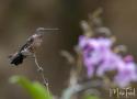 Le plus grand colibri du monde est une nouvelle espèce : le Colibri géant du Nord ou Patagon chaski