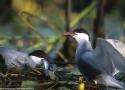 La Guifette moustac peut avaler des poissons plus longs que son corps !