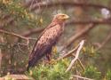 La population bulgare d’Aigle pomarins dépasserait mille couples selon une estimation récente