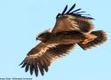 Global Birdfair du 12 au 14 juillet 2024 à Oakham, dans le comté de Rutland (Grande-Bretagne)