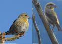 Comment expliquer les différences de proportions d’oiseaux “gauchers” et “droitiers” entre les Becs-croisés des sapins et bifascié ?