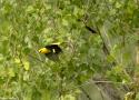À la découverte des oiseaux du lac de retenue de Mallemort (Bouches-du-Rhône) le 22 juin 2025