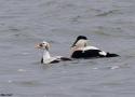Un Eider à lunettes découvert en janvier 2025 aux Pays-Bas attire un nombre record d’observateurs venus de toute l’Europe