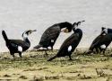 Pourquoi les Grands Cormorans continentaux « empêchent-ils » la sous-espèce atlantique de progresser à l’intérieur des terres ?