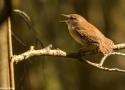 Le chœur de l’aube est bien plus qu’un simple concert d’oiseaux