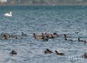 Où observer les oiseaux du lac de Neuchâtel (Suisse), nouveau royaume hivernal de la Nette rousse ?