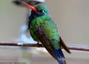 Le Colibri circé est en expansion vers le nord et atteint désormais le centre de l’Arizona