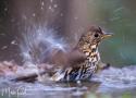 Conseils pour fournir de l’eau aux oiseaux sur les balcons, dans les parcs et les jardins