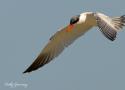 Visite ornithologique guidée de la station de lagunage de Rochefort (Charente-Maritime) le 14 août 2024 à 10 h