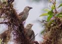 Le Géospize de San Cristóbal (Galápagos) devrait être reconnu comme une espèce distincte selon une étude récente