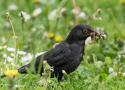 Pourquoi le mâle du Merle noir est-il noir ?