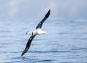 Exposition « oiseaux de l’extrême, voyages en haute-mer » à Saint-Aubin-sur-Mer (Calvados) jusqu’au 1er juin 2025
