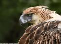 Une nouvelle estimation de la population de Pithécophages des Philippines (ou Aigles des singes)