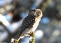 7ème colloque d’ornithologie du Grand Est à Nancy (Meurthe-et-Moselle) les 2 et 3 décembre 2023